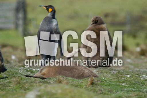 Königspinguin (48 von 84).jpg